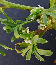 Coronopus squamatus inflorescens (09).jpg