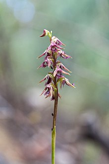 קורונסטיליס ectopa.jpg