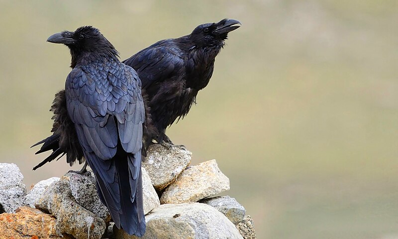 File:Corvus corax tibetanus.jpg