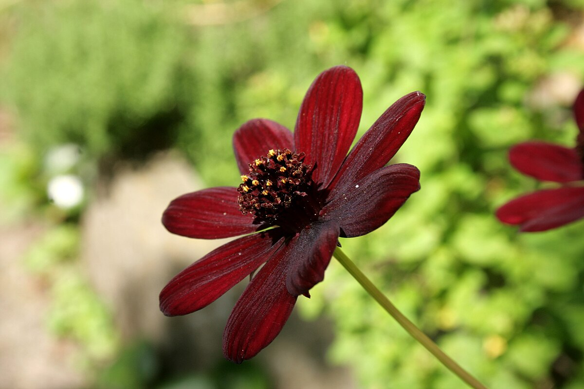 Cosmos atrosanguineus