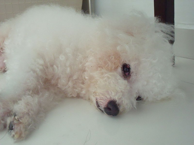 File:Cotton the Bichon Frise is sleepy.jpg