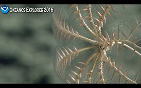 Gros plan sur le calice d'un crinoïde abyssal caractéristique. On voit les dix bras, les pinnules, la thèque et la tige.