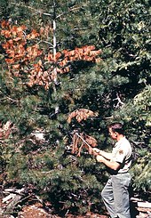 Sugar pine in Utah starting to succumb to white pine blister rust Cronartium ribicola Pinus lambertiana (03).jpg