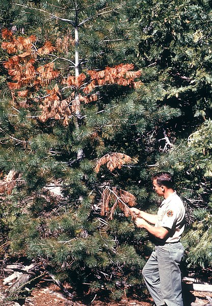 Sugar pine in Utah starting to succumb to white pine blister rust