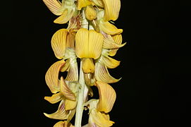 Crotalaria striata 07342.JPG