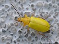 Cteniopus sulphureus (Linnaeus, 1758)