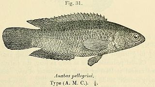 <i>Ctenopoma pellegrini</i> Species of fish