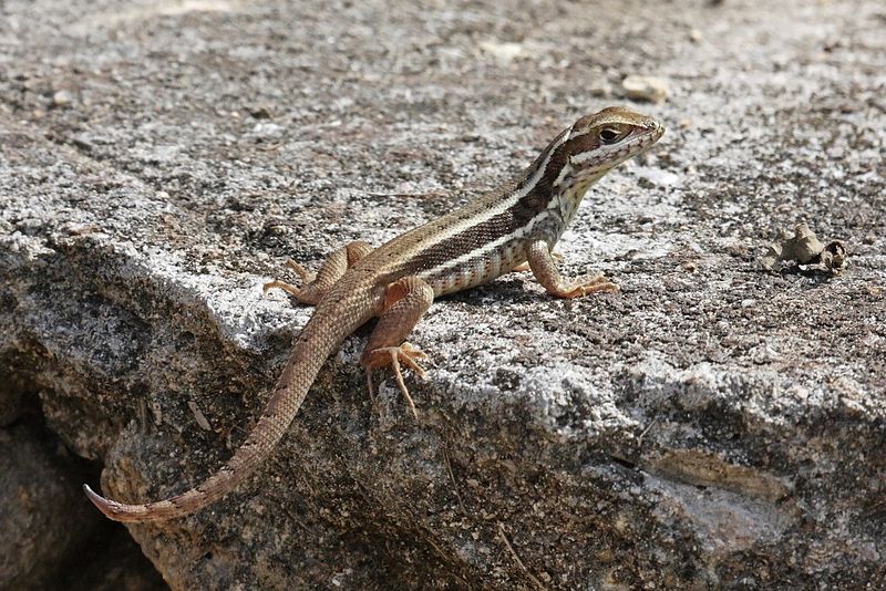 File:Cuban Brown Curlytail (Leiocephalus cubensis) (8591588491).jpg