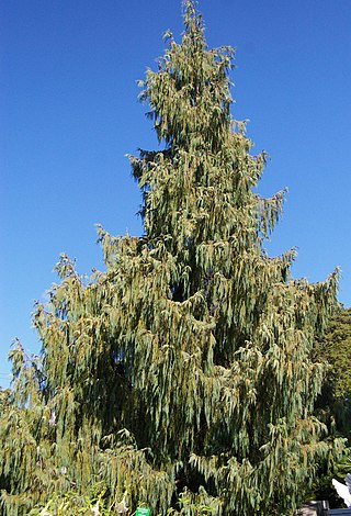 <i>Cupressus cashmeriana</i> Species of conifer