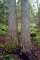 Cupressus nootkatensis bark.jpg