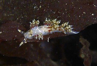 <i>Abronica abronia</i> species of mollusc