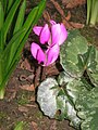 Cyclamen pseudibericum