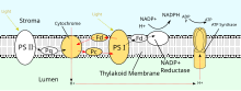 Simplified diagram of photophosphorylation. Cyclic Photophosphorylation.svg