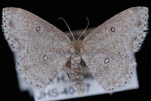 Cyclophora pendulinaria.JPG