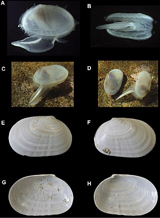 <i>Cymatioa cookae</i> Species of clam