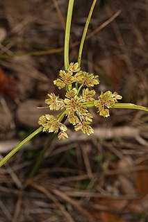 <i>Cyperus surinamensis</i> Species of plant