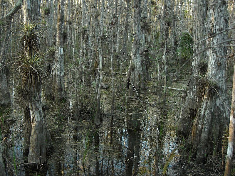 File:Cypress swamp - Flickr - pellaea.jpg