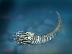 Restoration of the Cambrian-Middle Devonian nautiloid cephalopod Cyrtoceras Cyrtoceras NT small.jpg