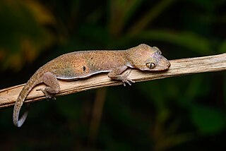 Skin-toe forest gecko Species of lizard