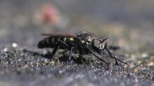 Dosya: Cyrtopogon lateralis (kadın), Wollenberg, Germany - 20110612 (bölüm 2) .ogv