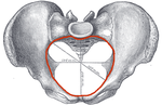 Vignette pour Ouverture supérieure du pelvis