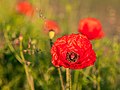 * Nomination Poppy flower on the edge of the field in Froebelstrasse in Dülmen, North Rhine-Westphalia, Germany --XRay 03:49, 6 July 2021 (UTC) * Promotion  Support Good quality -- Johann Jaritz 04:02, 6 July 2021 (UTC)