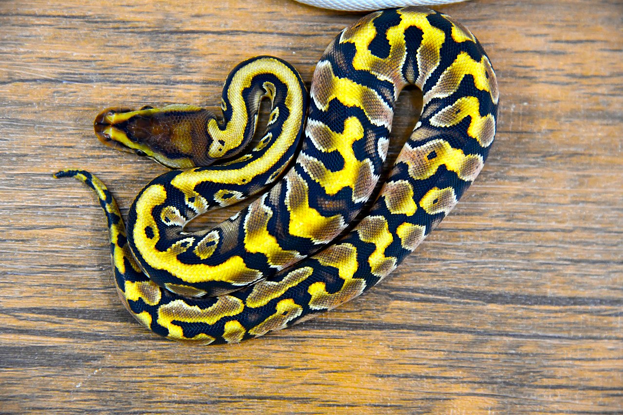 Ball python - Wikipedia