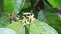 Fleur femelle âgée et jeune inflorescence de Sagotia racemosa