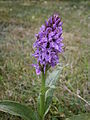 Dactylorrhiza majalis seedling inflorescence