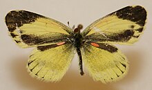 Dainty Sulphur Меган Маккарти16.jpg