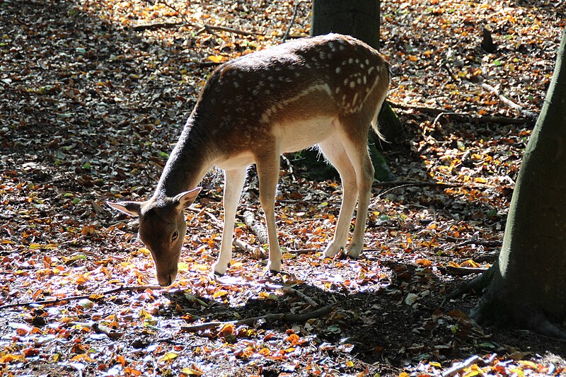 File:Damhirsch im Eberswalder Zoo.jpg