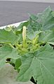 Datura stramonium