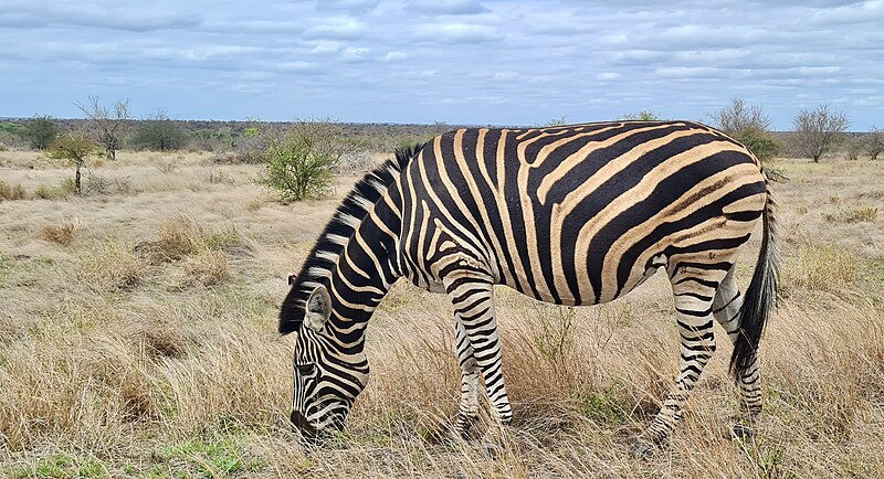 File:Day 12 Plains Zebra (Equus quagga) gravid mare grazing ... (53230800158).jpg