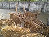 Deer with Group.jpg