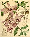 Dendrobium anosmum (as syn. Dendrobium macranthum) plate 3970 in: Curtis's Bot. Magazine (Orchidaceae), vol. 69, (1843)