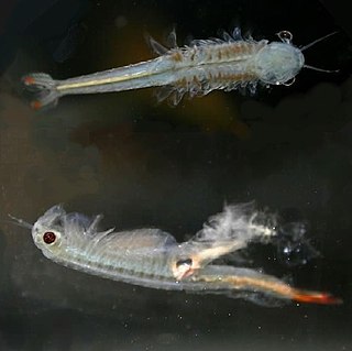 <i>Dendrocephalus</i> Genus of small freshwater animals