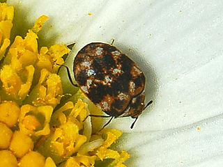 Varied carpet beetle species of insect