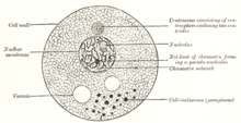Diagram_of_a_cell.png