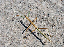 Diapheromera velii (çayır bastonu) (Castle Rock tebeşir badlands, Quinter'ın güneyinde, Kansas, ABD) 1 (19280914484) .jpg