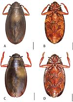 Miniatura para Dineutus angustus