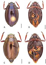 Thumbnail for Dineutus emarginatus