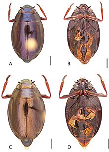 Dineutus emarginatus female (top) and male (bottom) Dineutus emarginatus.jpg