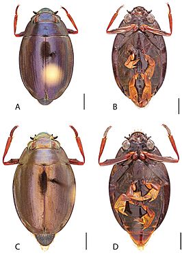 Dineutus emarginatus