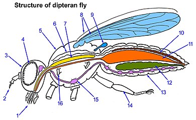 1-Complex mouthparts, 2-Paired antennae, 3-Head, 4-Compound eye, 5-Thorax, 6-Open tube heart, 7-Salivary gland, 8-One pair of wings, 9-Halter, 10-Excretory (Malpighian) tube, 11-Gut, 12-Ovary (or testis), 13-Abdomen, 14-Legs (3 pairs), 15-Thoracic ganglion of nervous system, 16-Spiracle opening to respiratory tube (trachea) Dipteran-fly-structure.jpg