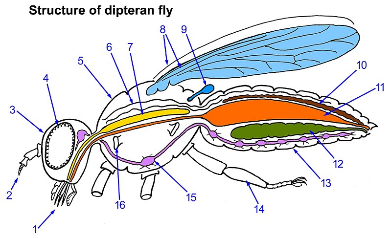 File:Dipteran-fly-structure.jpg