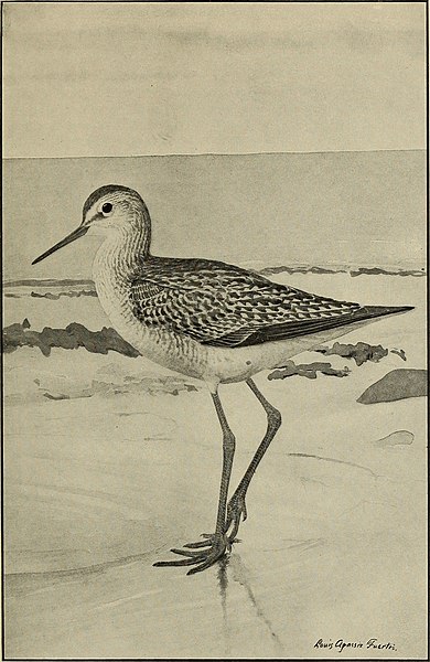 File:Distribution and migration of North American shorebirds (1912) (20354191353).jpg