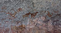 Domboshawa rock paintings