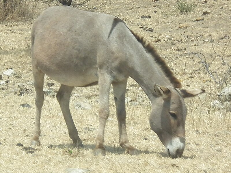 File:Donkey Equus asinus Tanzania 4806 cropped Nevit.jpg