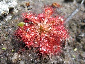 Popis obrázku Drosera spatulata 1.jpg.