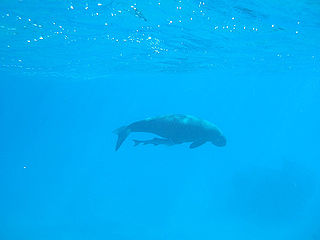 Dugong swimming in blue water with a remora attached